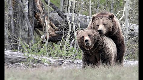 animals mating|Bears seen mating in trees—a scientific first